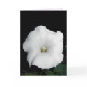 MoonFlower cards