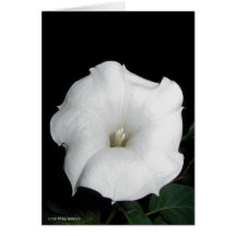 MoonFlower Cards