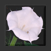 Moonflower Magnet by Victoreeah Moonflower Magnet