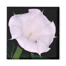Moonflower Magnet by Victoreeah Moonflower Magnet
