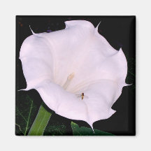 Moonflower Magnet