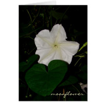 moonflower notecard