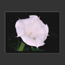 Moonflower postcards by Victoreeah Moonflower postcards
