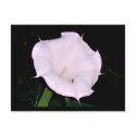 Moonflower postcards