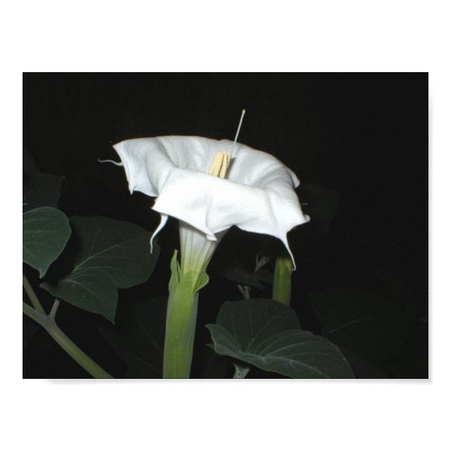 MoonFlower print