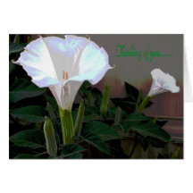 Moonflower Thinking of You Cards