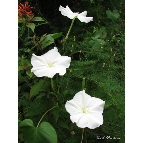Moonflowers print