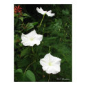 Moonflowers posters