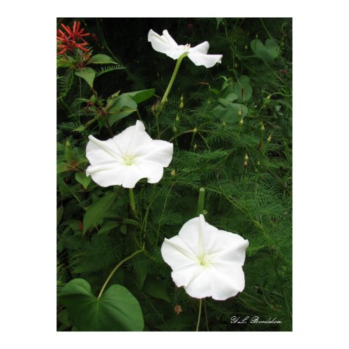Moonflowers print