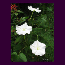 Moonflowers posters by naturegirl7 Moonflowers posters