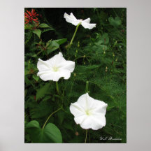 Moonflowers Print
