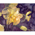 Moonlight Daffodils Watercolor Poster Print print