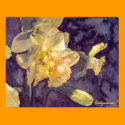 Moonlight Daffodils Watercolor Poster Print