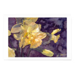 Moonlight Daffodils- Watercolor Poster Print  posters
