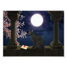 Moonlight Kitty Photo