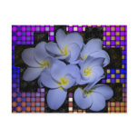 Moonlight Stardus Plumeria tWeave Postcard