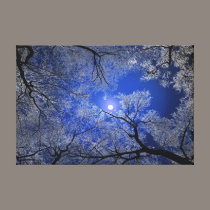 Moonlight Trees canvas prints