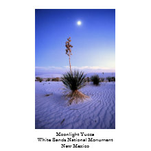 Moonlight Yucca print