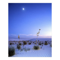 Moonlight Yucca posters