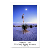 Moonlight Yucca posters