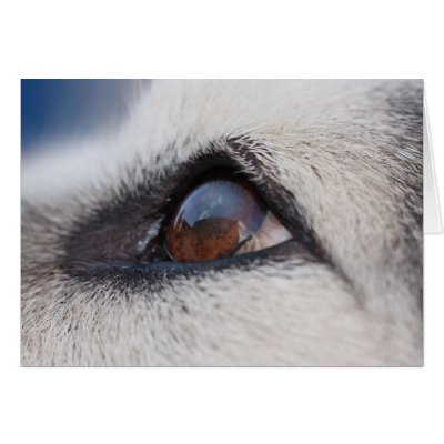 dog eyes reflection