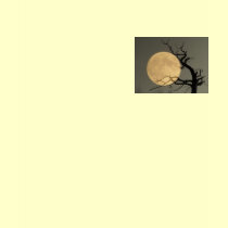 Moonshine - full moon & tree collage t-shirts