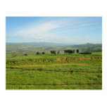 Mooo! postcards
