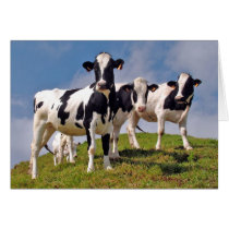 Moooh! Greeting Card