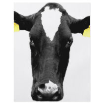 moooooo flyers
