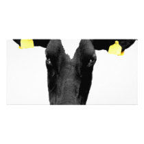 moooooo photo cards