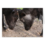 Mooooooooooove Cows Card