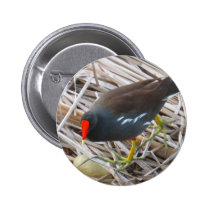 Moorhen buttons