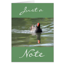 Moorhen cards