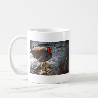 Moorhen in water mug