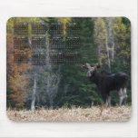Moose 2011 Calendar Mousepads