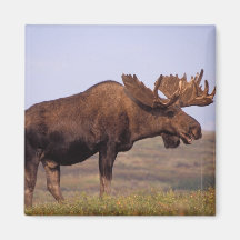 moose, Alces alces, bull with large antlers in Refrigerator Magnets