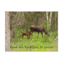Moose and calf postcards by ajcard Moose and calf postcards