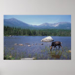 Moose and Mount Katahdin Poster