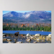 Moose and Mount Katahdin Print