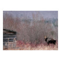 moose and old house posters