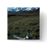 Moose antler on the Burwash Uplands, Yukon Territo buttons