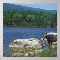 Moose at Maine Pond Poster