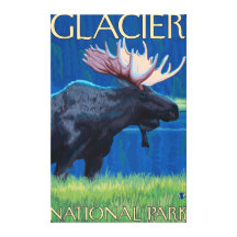Moose at Night - Glacier National Park, MT Gallery Wrapped Canvas