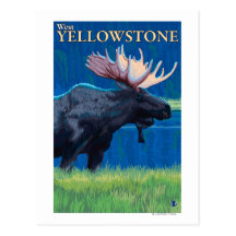 Moose at Night - West Yellowstone, Montana Post Cards