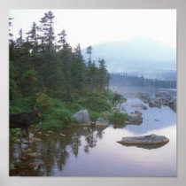 Moose at Sandy Stream Pond Poster