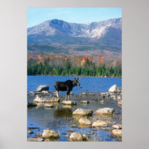 Moose at Sandy Stream Pond Poster