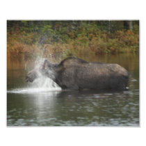 Moose Bath