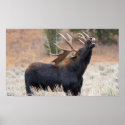 Moose Bull Print