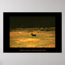Moose Bull Yellowstone National Park Poster