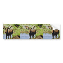 Moose Bumper Stickers